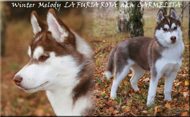 Winter Melody LA FURIA ROJA aka CARMELITA