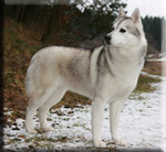 Arktogea QUEEN of SNOW