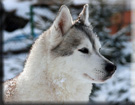 Arktogea QUEEN of SNOW