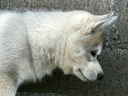 AQUILA Sachem's Dream FCI
