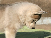 AQUILA Sachem's Dream FCI
