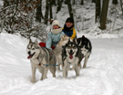 Husky- Sachem's Dream