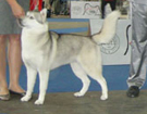 Queen - European Dog Show 2008