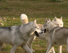 Husky- Sachem's Dream
