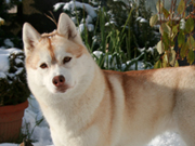 Int.Ch. Arktogea VIXEN