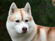 Int.Ch. Arktogea VIXEN