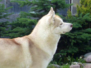 Int.Ch. Arktogea VIXEN