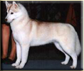 Ch. Wildestar’s KAILA ‘N KREM fot. Archiwum