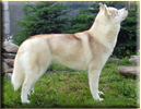 Int.Ch. Arktogea VIXEN