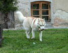 Husky podre - Tallin 2007