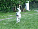 Husky podróże - Tallin 2007
