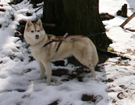 Husky podre - Czechy 2008