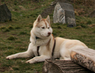 Husky podre - Czechy 2008