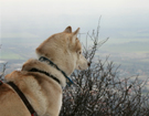 Husky podróże - Czechy 2008