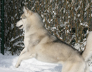 Husky - Queen