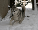 Husky - Queen