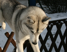 Husky - Queen