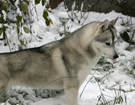 Husky - Queen