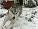 Husky - Queen