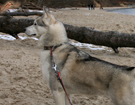 Husky - Queen