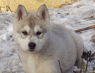 Husky - Queen