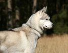 Husky - Queen