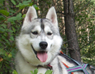 Husky - Queen