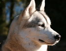 Husky - Queen
