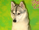Husky - Queen