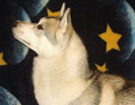 Husky - Queen