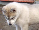 Husky - Queen