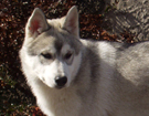 Husky - Queen