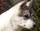 Husky - Queen
