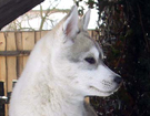 Husky - Queen