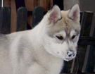 Husky - Queen