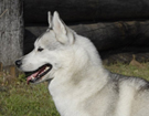 Husky - Queen