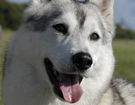 Husky - Queen