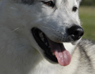 Husky - Queen