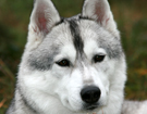Husky - Queen