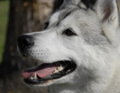 Husky - Queen