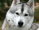 Husky - Queen