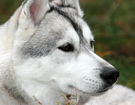 Husky - Queen