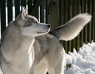 Husky - Queen