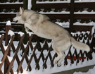 Husky - Queen