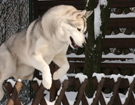 Husky - Queen