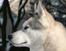Husky - Queen