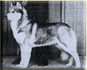 Ch. Catstan's MAGGIE MAY fot. Archiwum