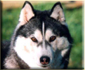 Ch. SHADOW GIRL of Artic Sun fot. Archiwum