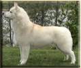Int.Ch. Arktogea ALPINA fot. Arktogea