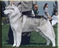 Ch. Kainai's QUINN THE ESKIMO fot. Archiwum